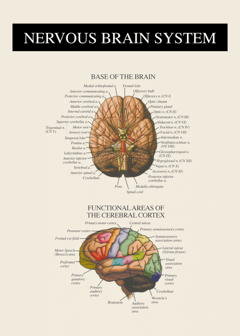 Hjernens nervesystem - Anatomi plakat