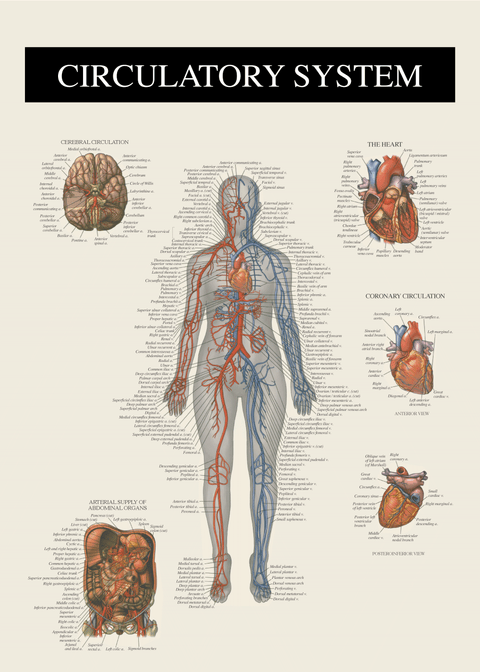 Blodkredsløbet - Anatomi plakat