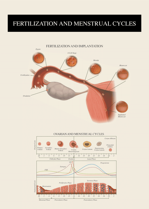 Fertilitet og kvindens cyklus - Anatomi plakat