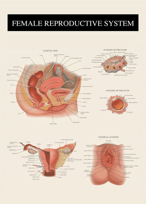 Kvindens anatomi - Anatomi plakat