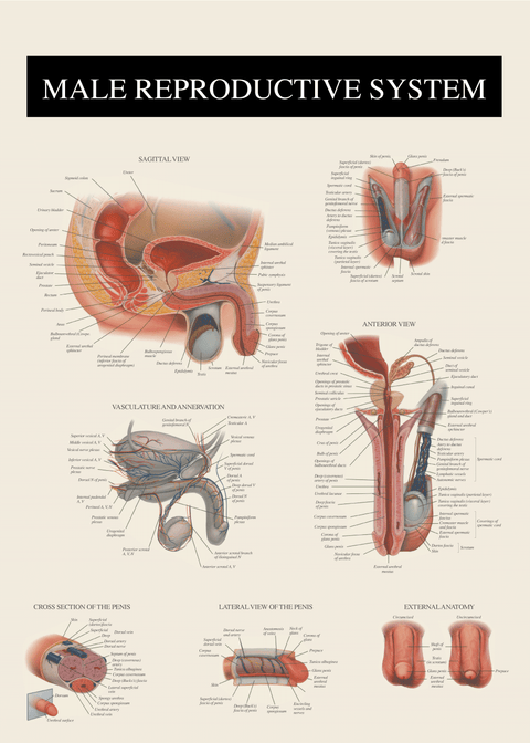 Mandens anatomi - Anatomi plakat