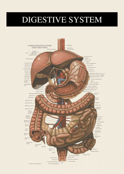 Fordøjelsessystemet - Anatomi plakat