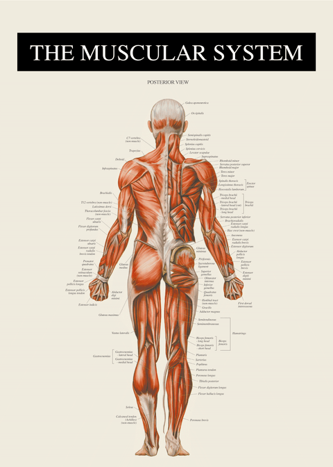 Muskulatur bagfra - Anatomi plakat