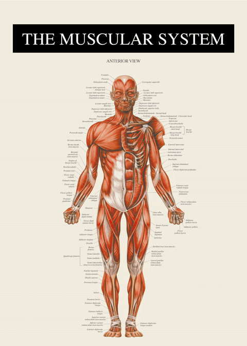 Muskulatur forfra - Anatomi plakat