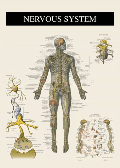 Nervesystemet - Anatomi plakat