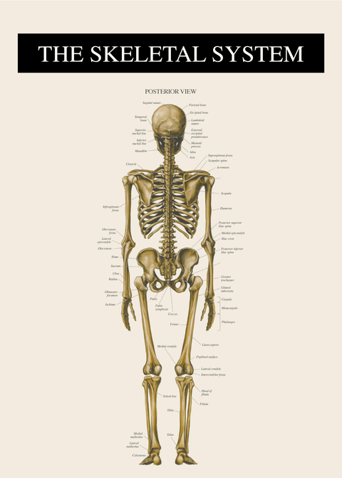 Skelettet bagfra - Anatomi plakat