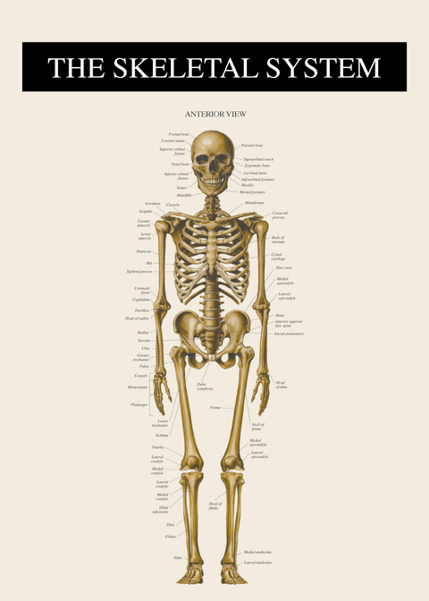 Skelettet forfra - Anatomi plakat