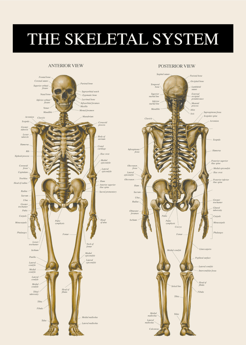 Skelettet 2 - Anatomi plakat