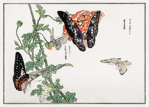 Butterflies and plant - Japansk kunstplakat