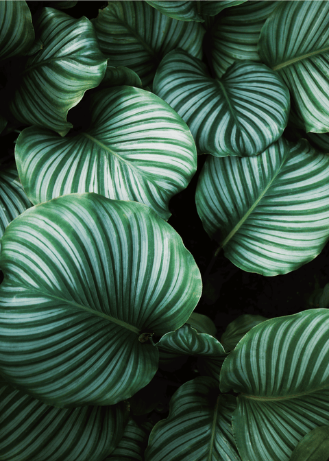 Calathea Orbifolia plakat