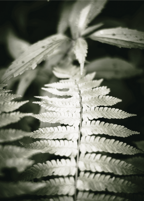 The wild fern - plakat