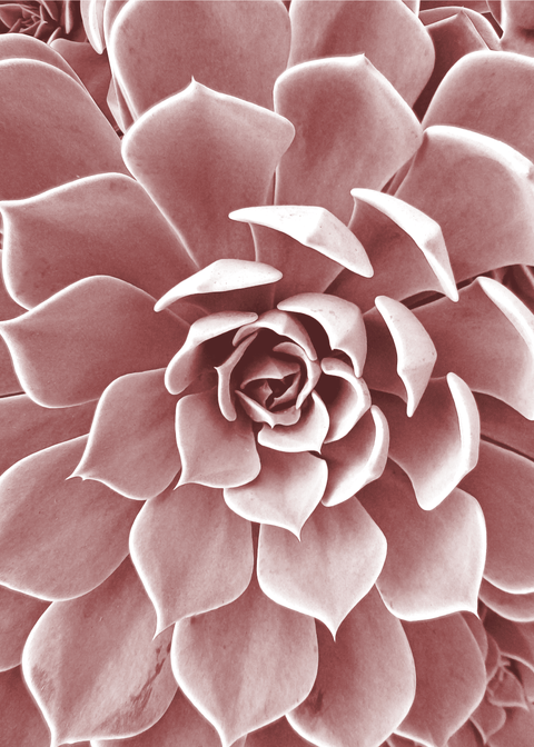 Pink succulent plakat