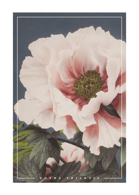 Vintage peony - Japansk fotokunst plakat