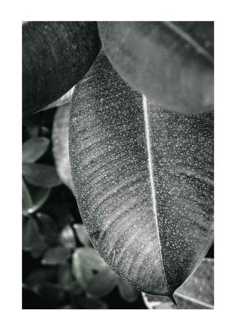 Rubber leaf - plakat