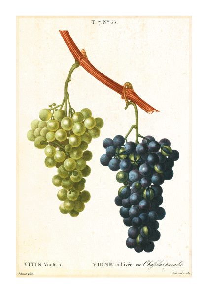 White and Black Grapes - vin plakat