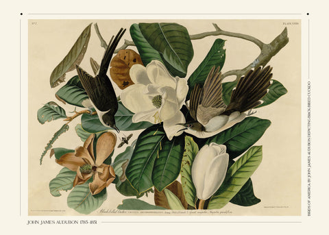 john-james-audubon-plakater