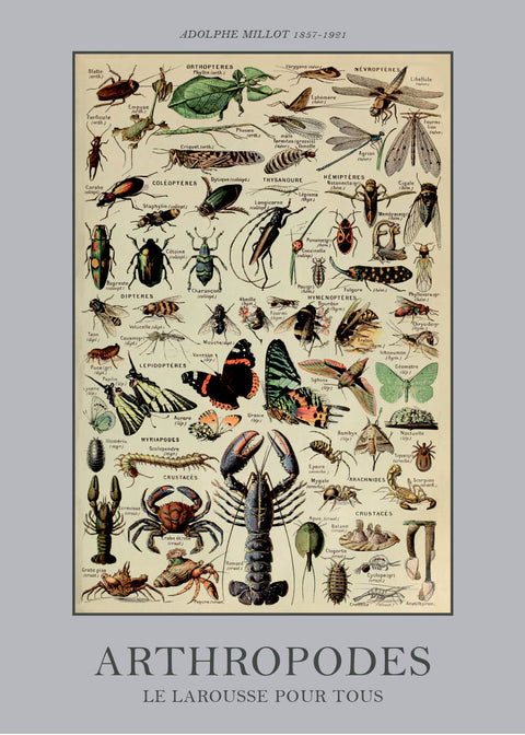 Arthropodes - Adolphe Millot vintage leksikon plakat