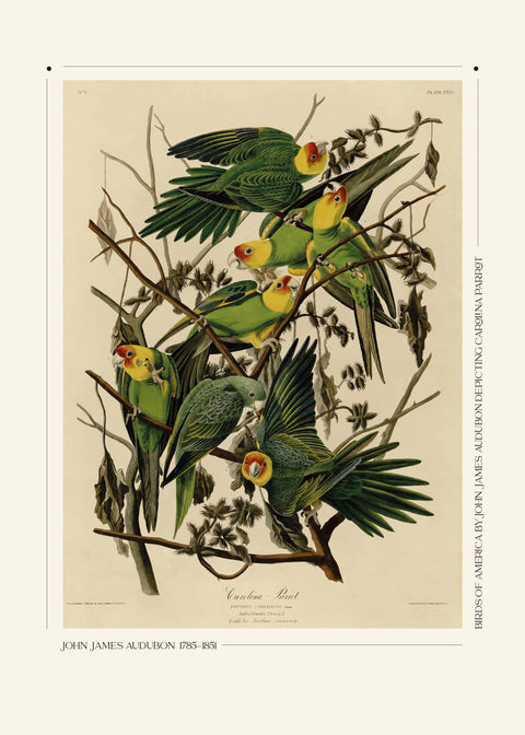 Carolina parrot - John James Audubon vintage leksikon plakat