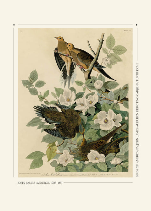 Carolina turtle dove - John James Audubon vintage leksikon plakat