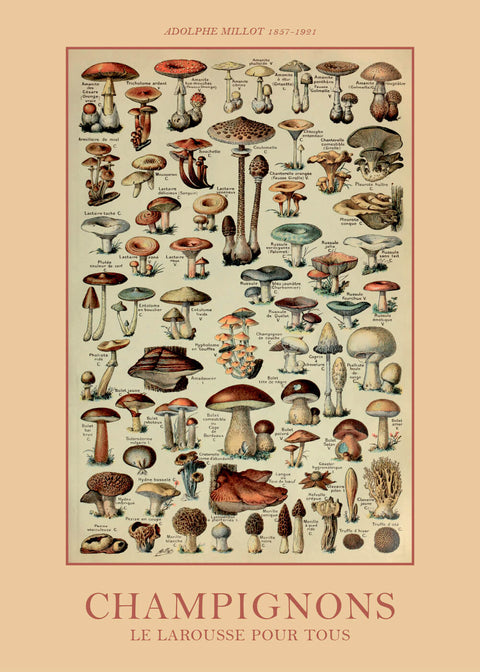 Champignons - Adolphe Millot vintage leksikon plakat