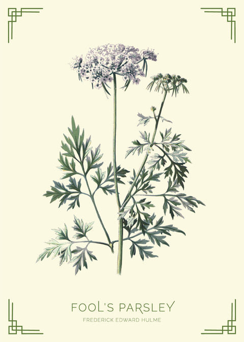 Fools parsley - Frederick Edward Hulme retro naturplakater