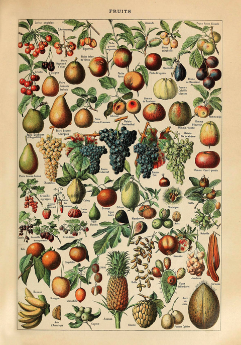 Frugter - Adolphe Millot Plakat