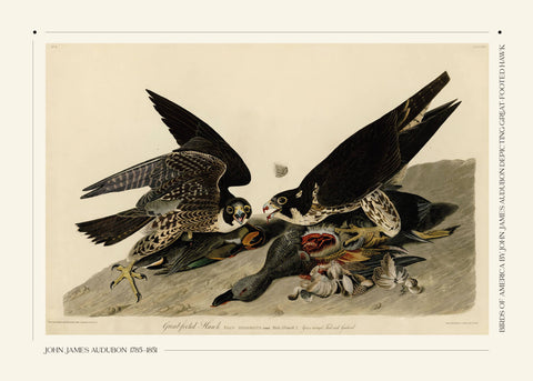 Great-footed hawk - John James Audubon vintage leksikon plakat