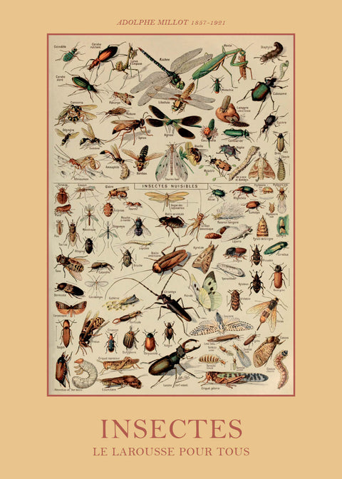 Insectes - Adolphe Millot vintage leksikon plakat