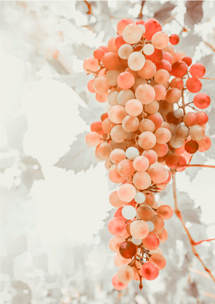 Grapes - vin plakat