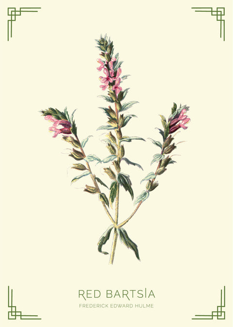 Red bartsia - Frederick Edward Hulme retro naturplakater