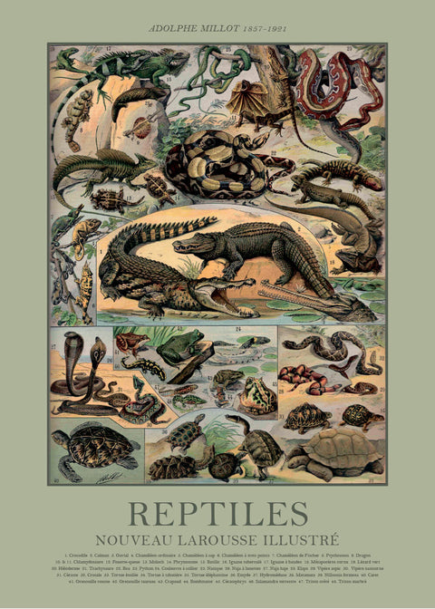 Reptiles - Adolphe Millot vintage leksikon plakat