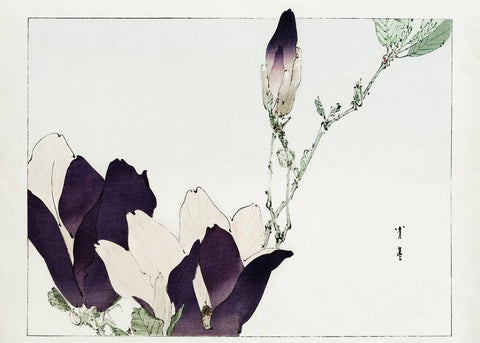 Purple magnolia - Japansk kunstplakat