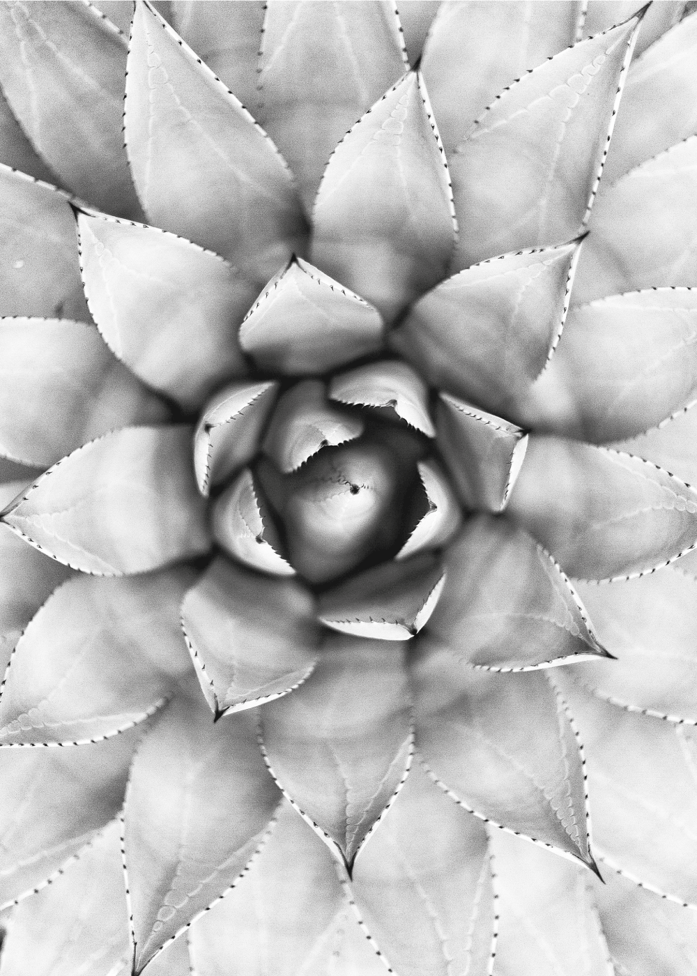 Billede af Black and white succulent plakat