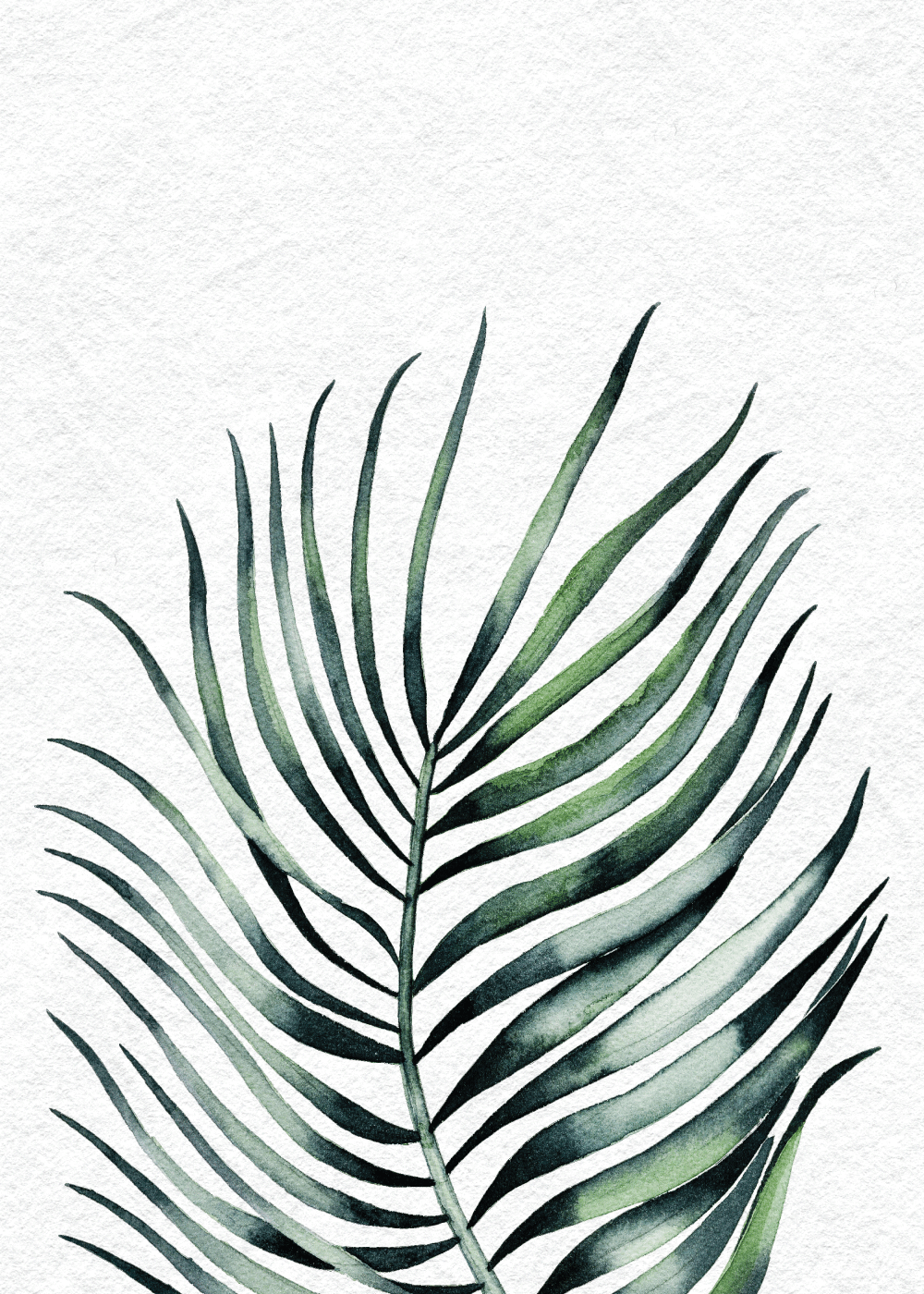 Billede af Areca palme plakat