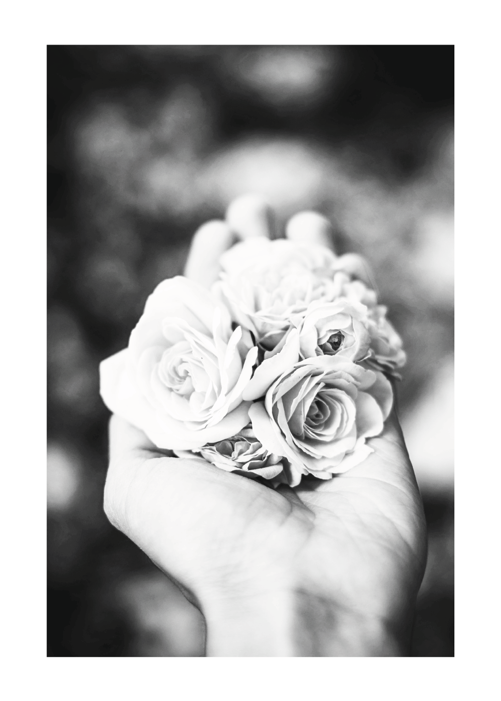 Billede af A handful of roses - plakat