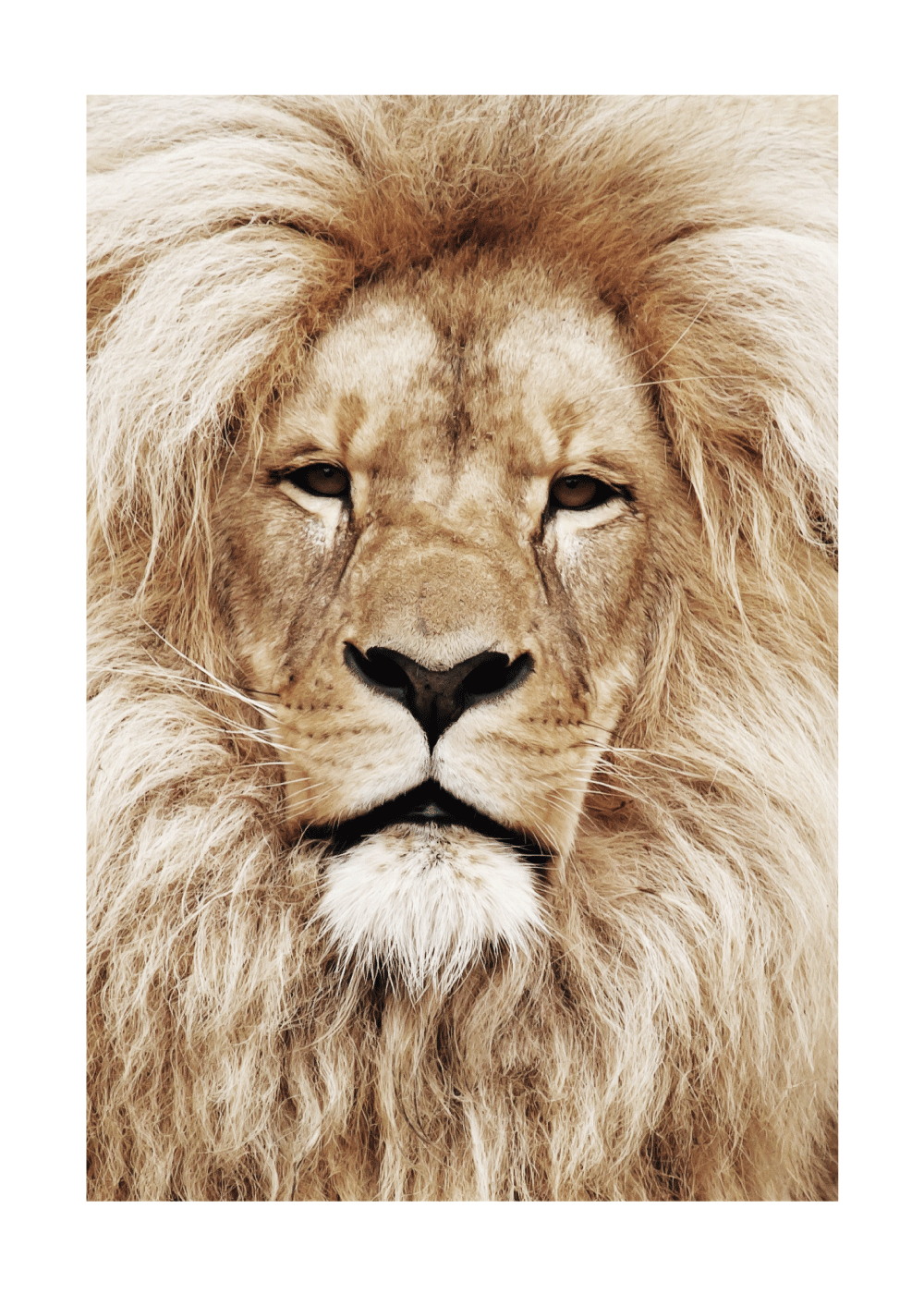 Billede af Løve - plakat