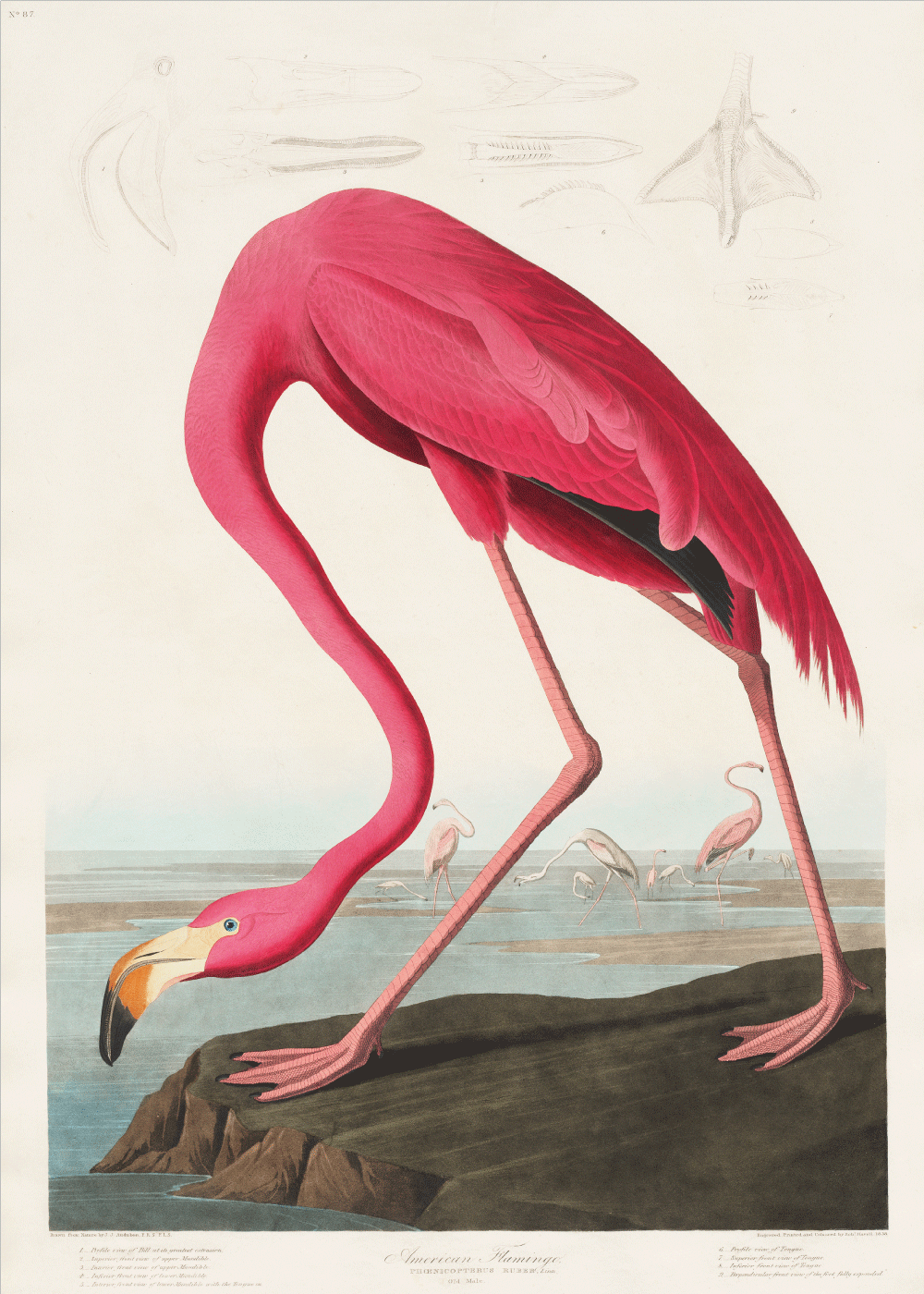 Amerikansk Flamingo - Retro plakat