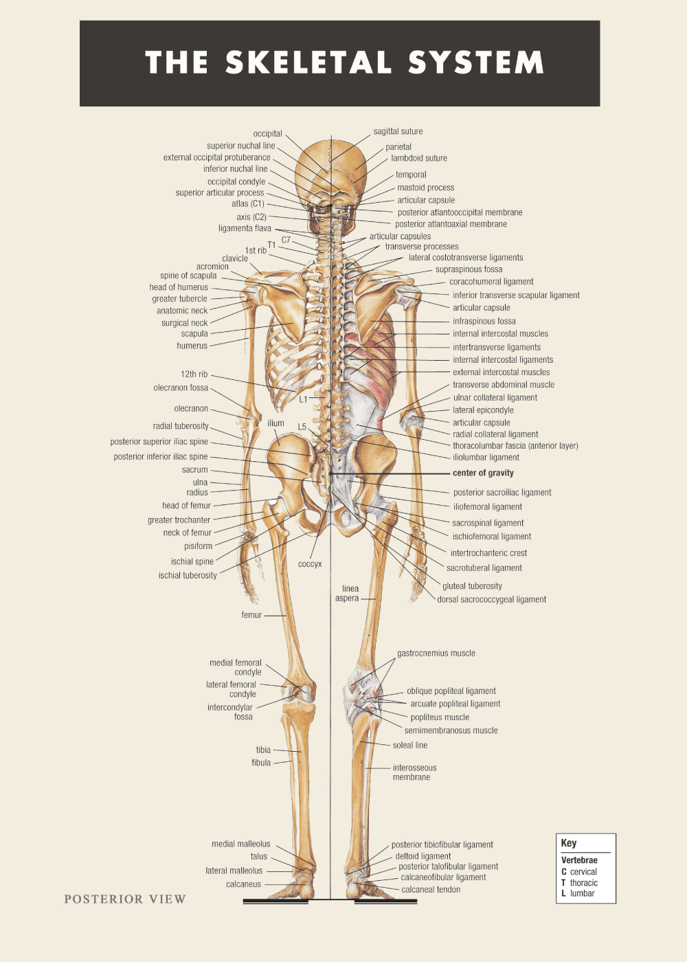 skelet plakat