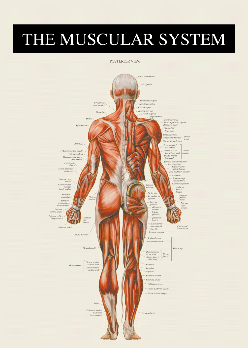 musklerne bagfra