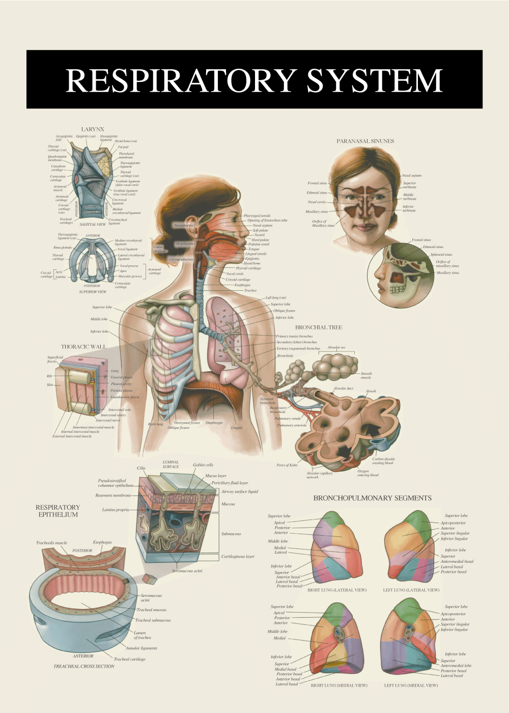 respiratoriske system og åndedrætssystemet plakat