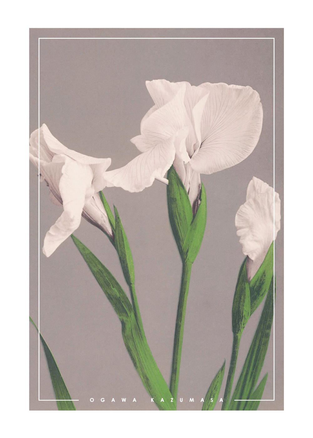 Billede af White Irises - Japansk fotokunst plakat