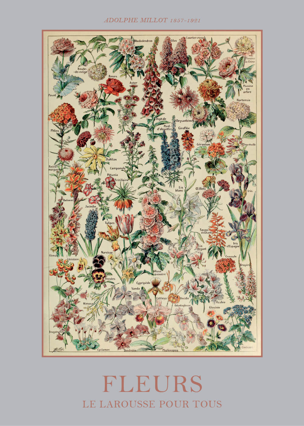 Billede af Fleurs ll - Adolphe Millot vintage leksikon plakat