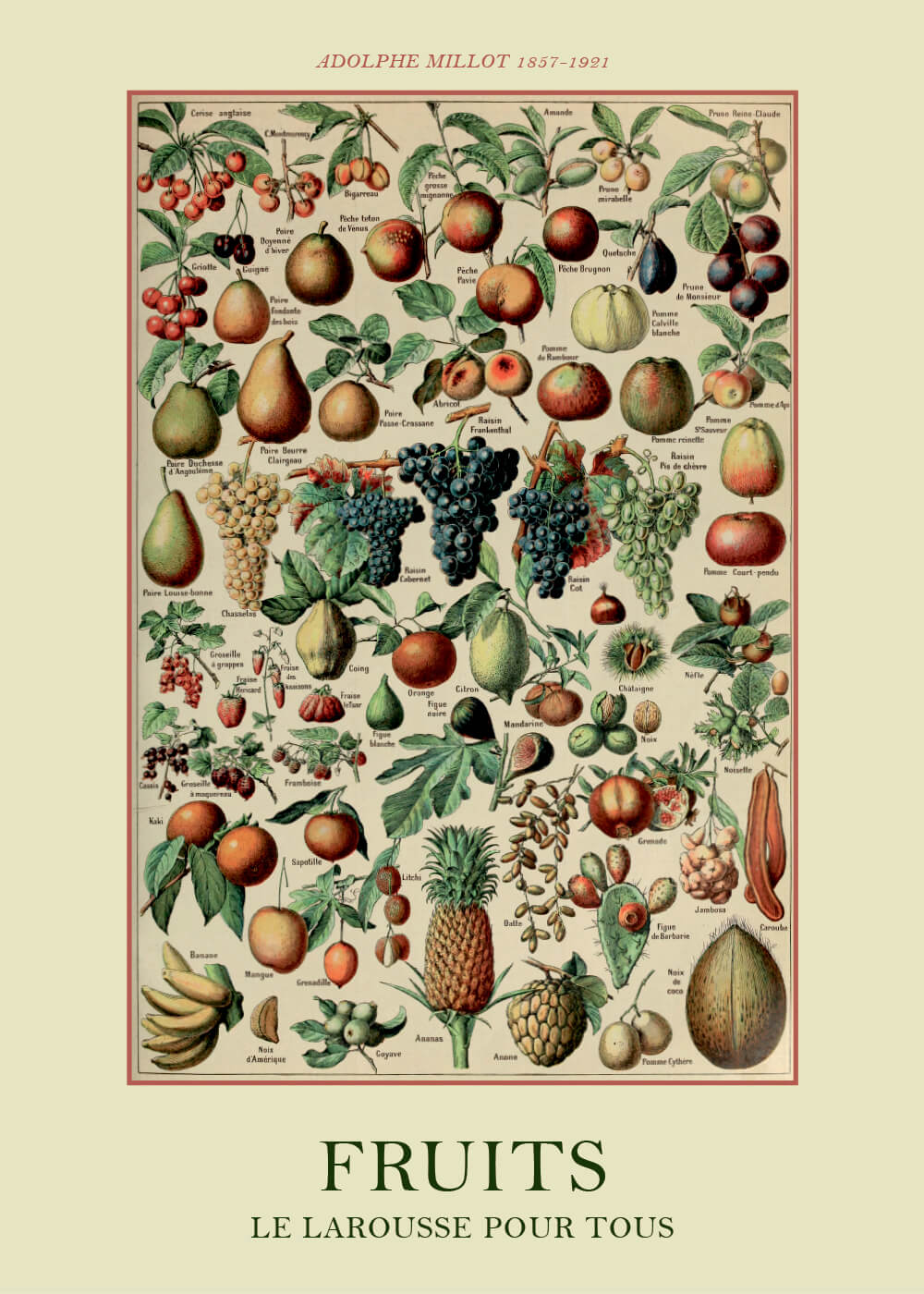 Billede af Fruits - Adolphe Millot vintage leksikon plakat