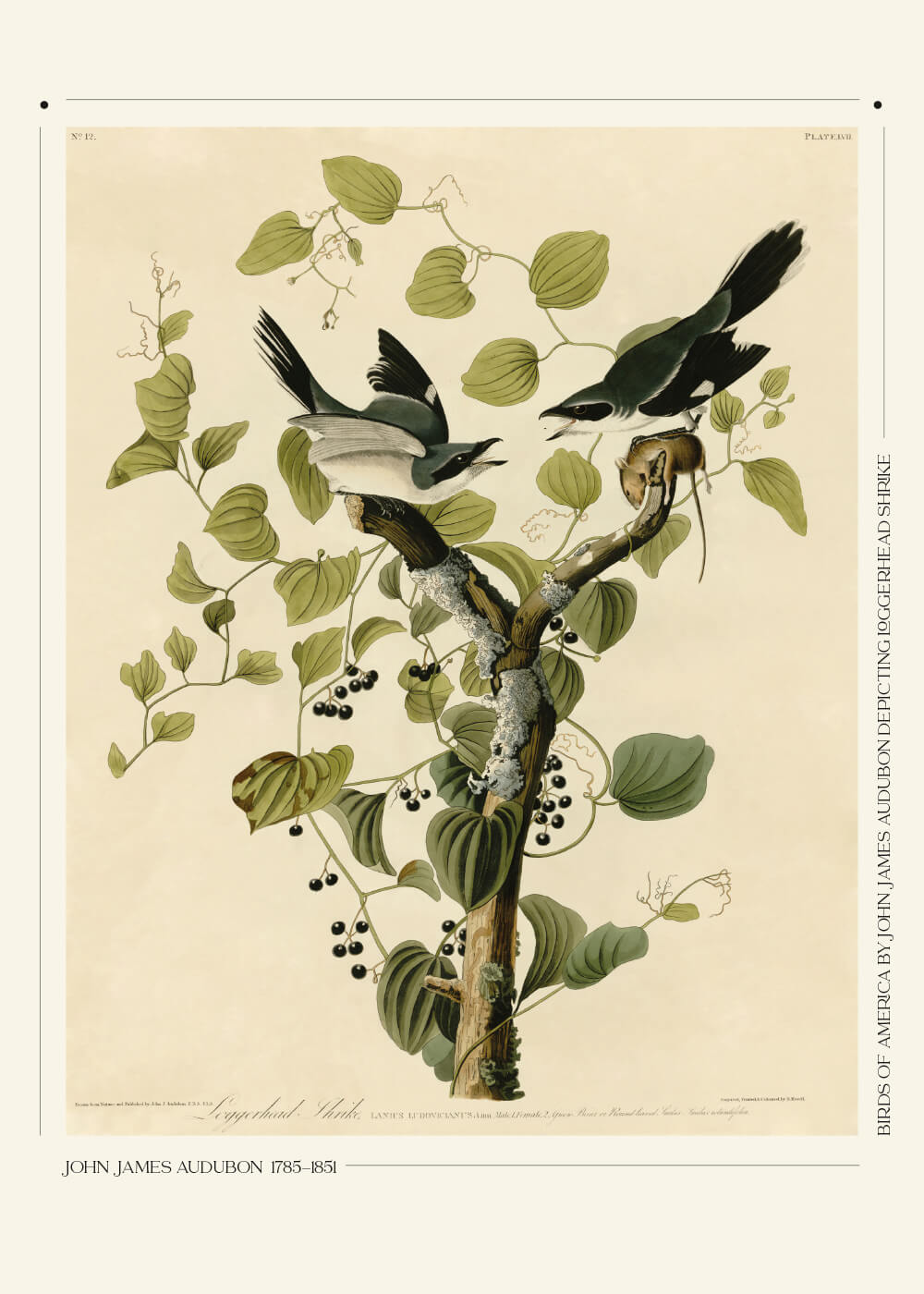 Billede af Loggerhead shrike - John James Audubon vintage leksikon plakat