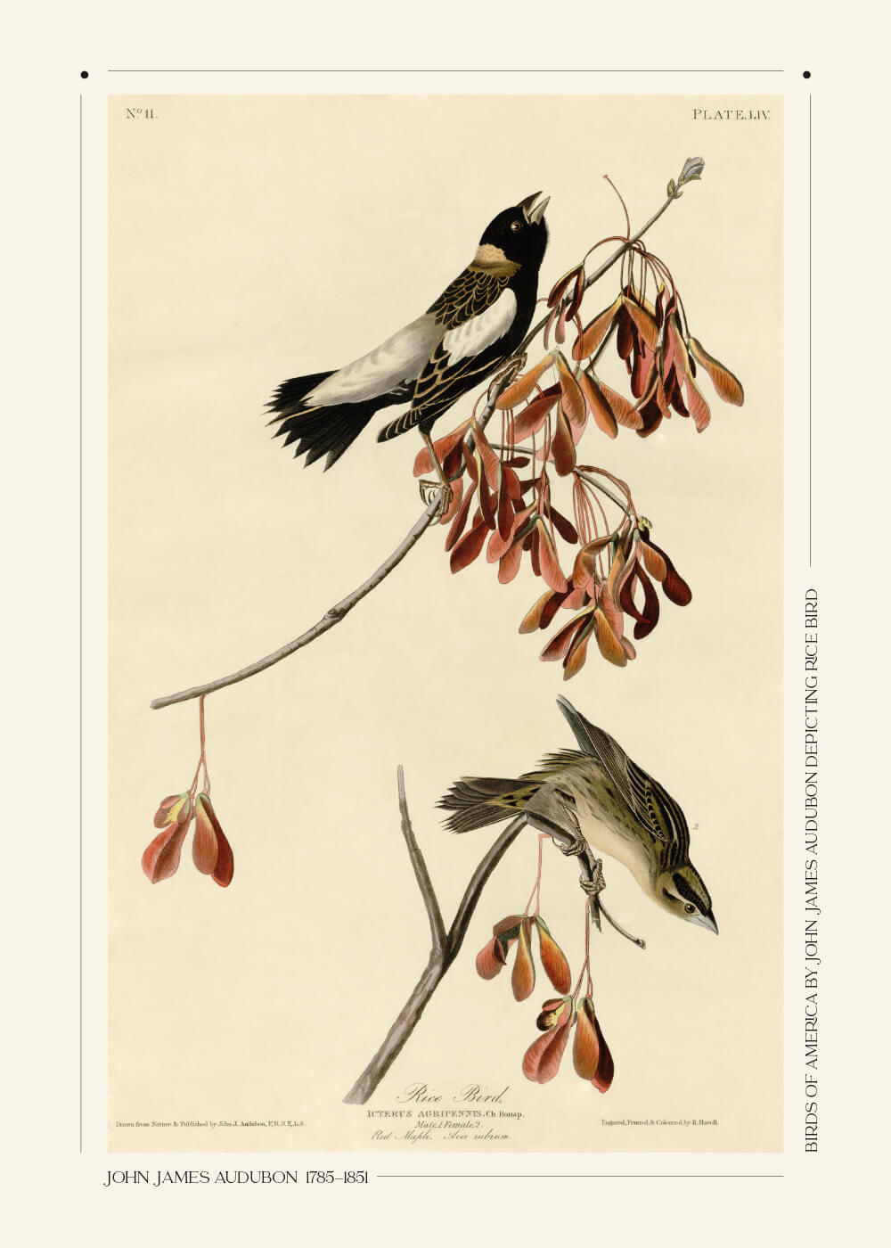 Billede af Rice bird - John James Audubon vintage leksikon plakat