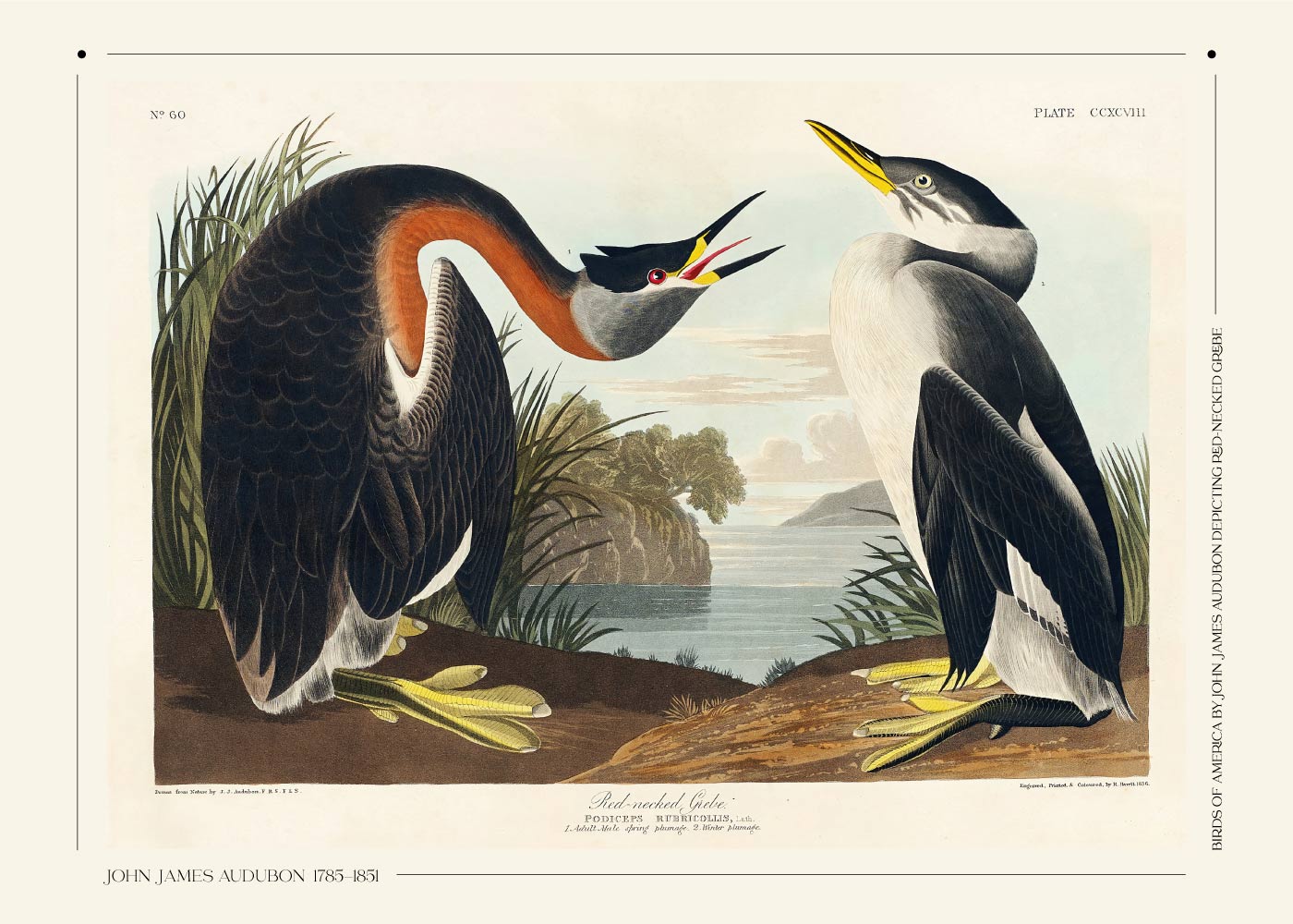 Billede af Red necked grebe - John James Audubon vintage leksikon plakat