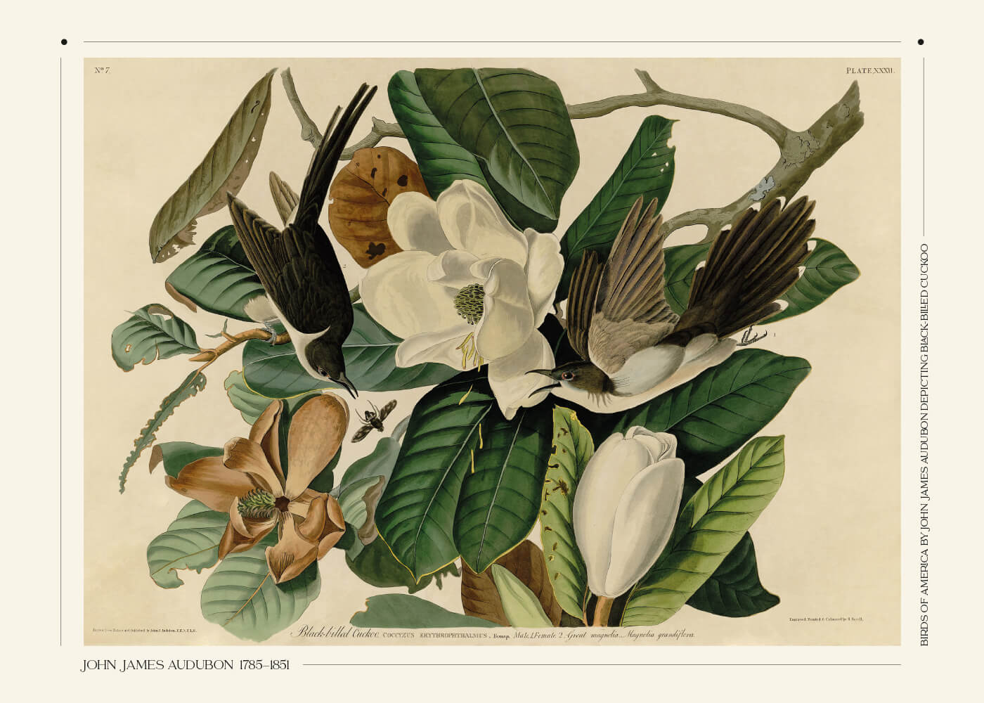 Black-billed cuckoo - John James Audubon vintage leksikon plakat