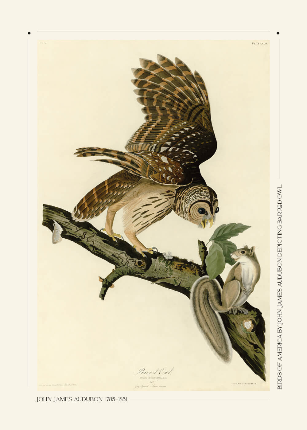 Barred owl - John James Audubon vintage leksikon plakat