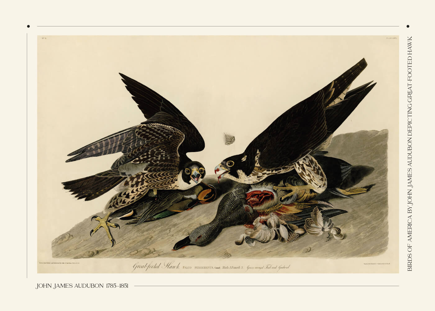 Billede af Great-footed hawk - John James Audubon vintage leksikon plakat