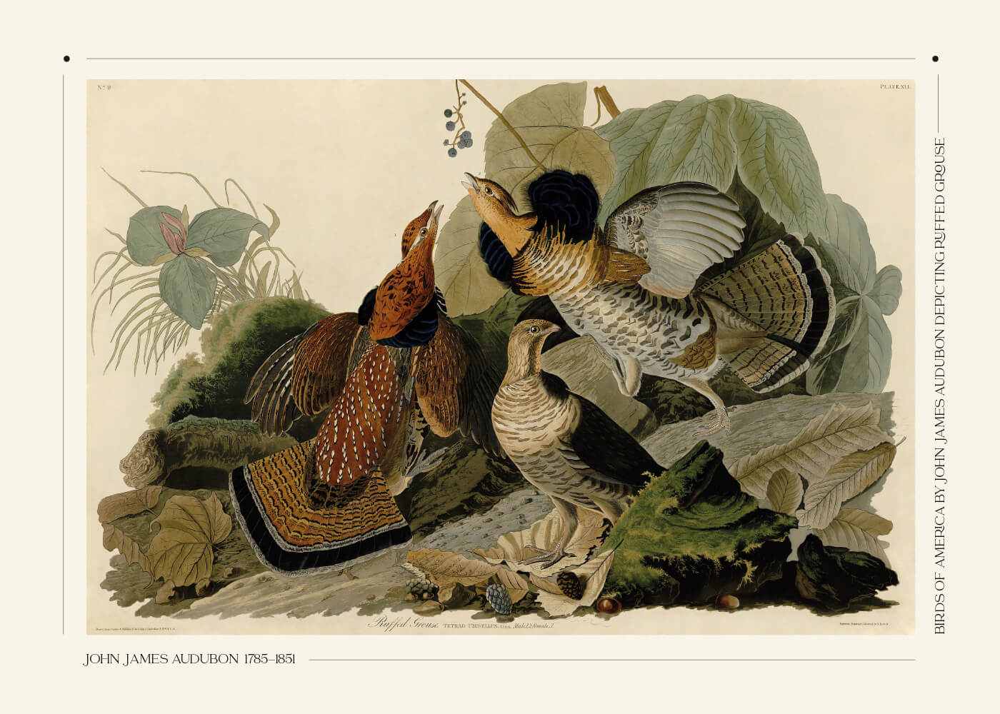 Billede af Ruffed grouse - John James Audubon vintage leksikon plakat
